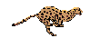 GUEPARD.GIF