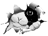 gif-chatnoir.gif