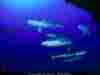NGM1997_06p26-7.jpg