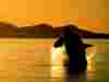 baleines003.jpg