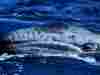 baleines004.jpg
