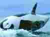 baleines005.jpg