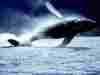 baleines006.jpg