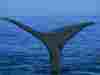 baleines009.jpg