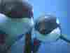 baleines012.jpg