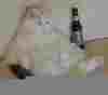 chat3.jpg