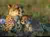 leo1.jpg