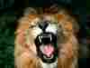 lion1.jpg
