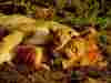 lion4.jpg