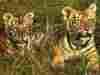 tigre1.jpg