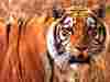 tigre2.jpg