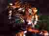 tigre5.jpg